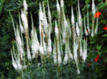 Verunicastrum virginicus